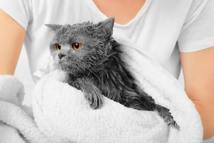 معایب و مزایای نگهداری گربه